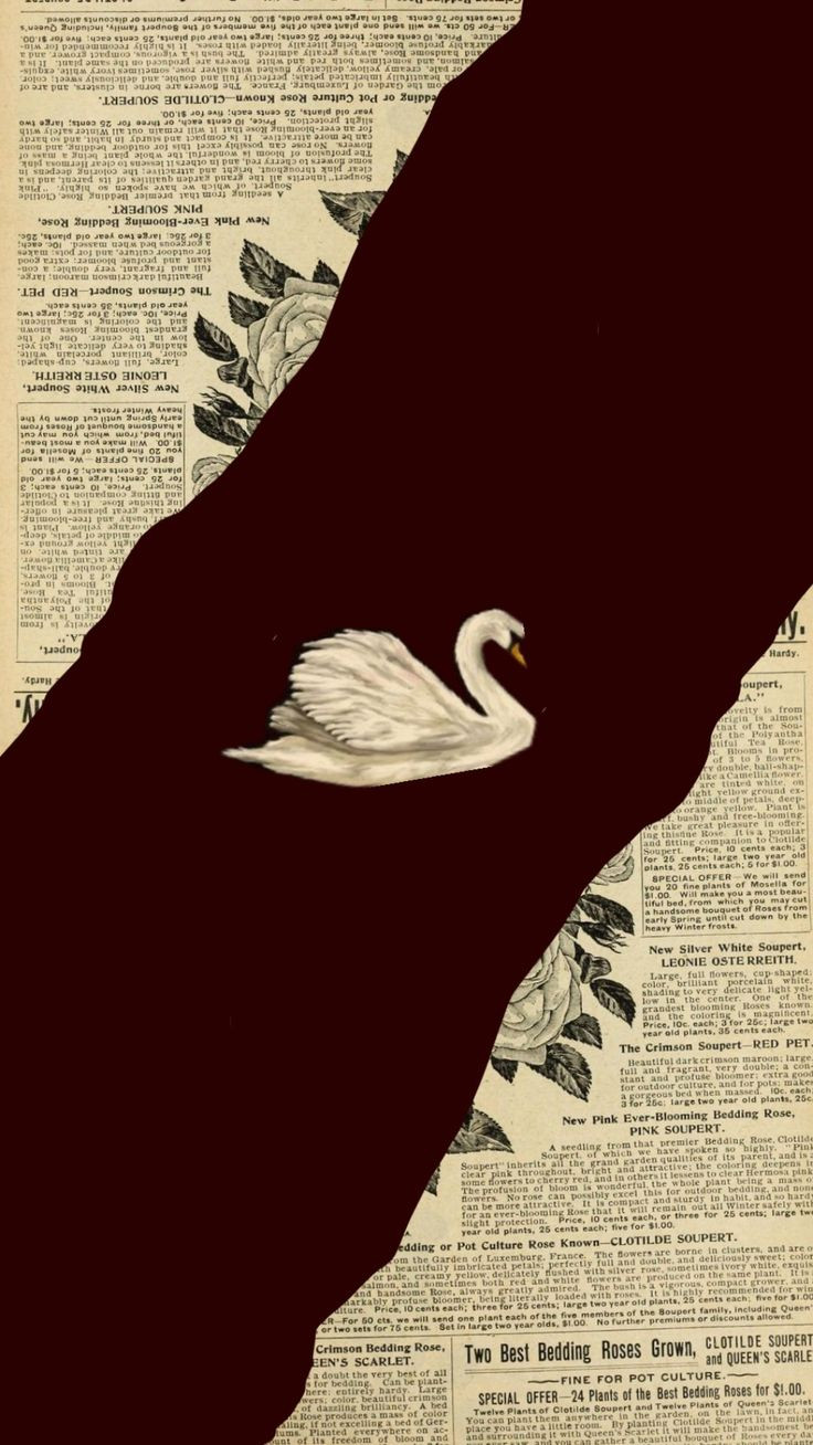 Cygne blanc sur une page de journal ancien déchirée